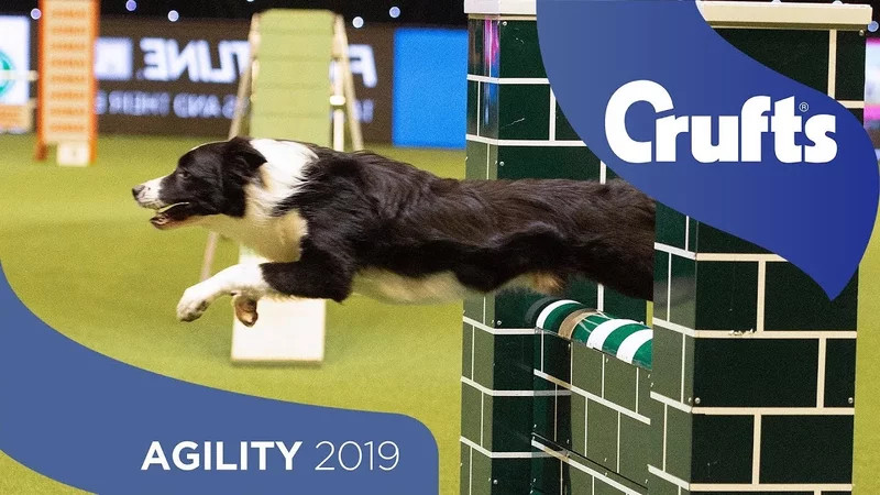 Agility - Championship Final  Crufts 2019