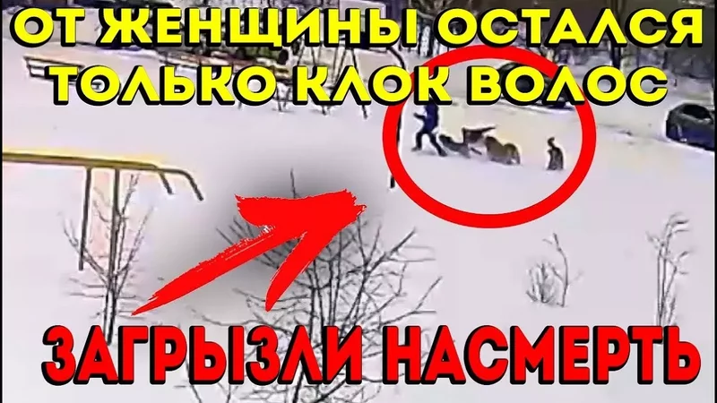 В Перми стая бездомных Собак разорвала Бабушку на части. От женщины практически ничего не осталось.