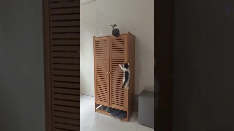 Watch these two kittens defy the odds #duet #kittens #kittenshorts