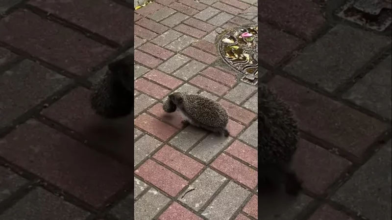 все свое ношу с собой #hedgehog #funnyvideo #animals