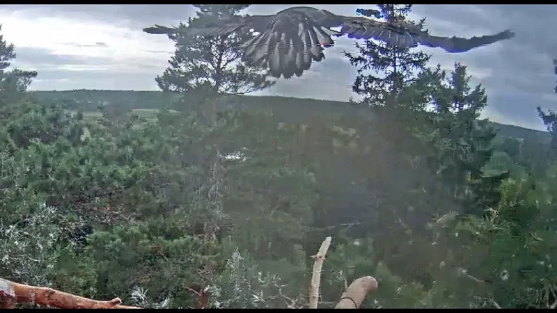 MerikotkasSulvi has fledged at4:00pm 2018/07/06