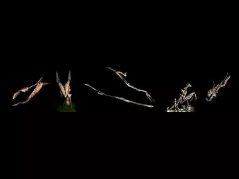 The colorful, shapeshifting wonder of the Amazon's praying mantises