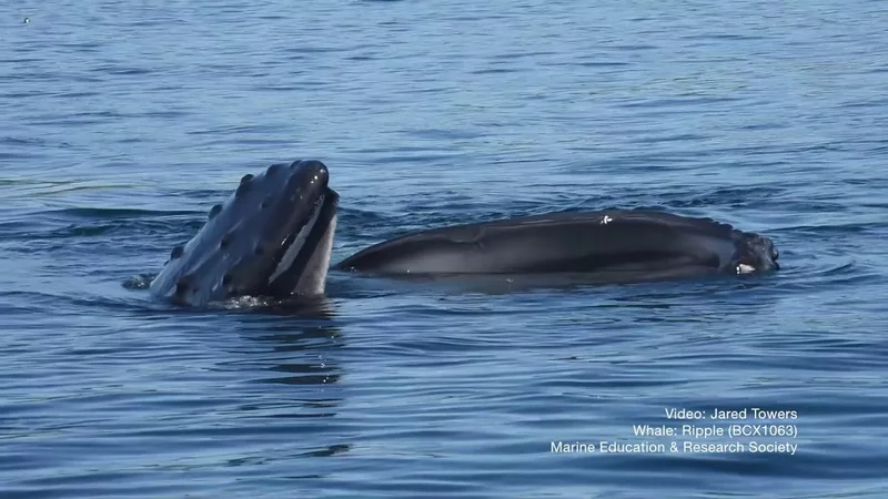 Snippet: New humpback whale fishing tactic—pretending to be a pond