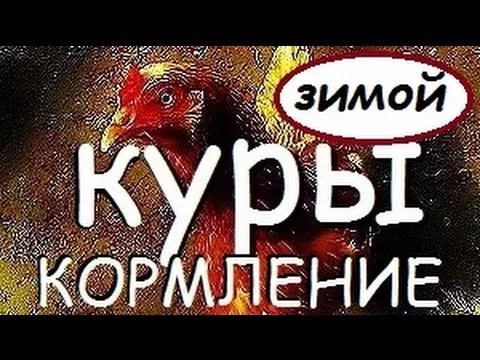 Как и чем кормлю кур несушек зимой чтобы неслись