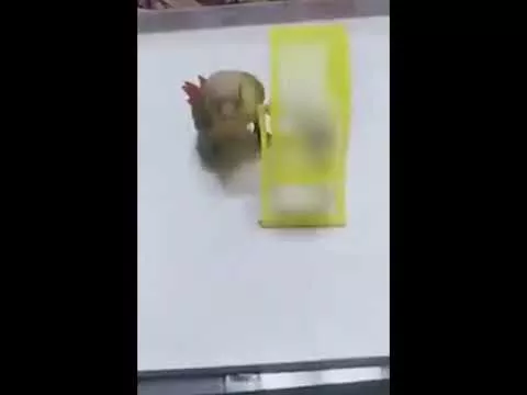 Попугай крутит хомяка