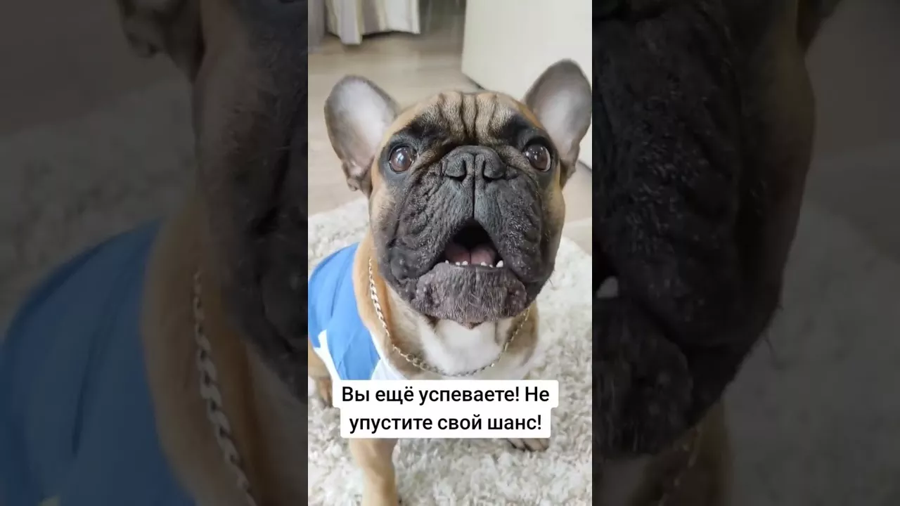 #французскийбульдог #собака #бульдог #собакаприколы #одеждадлясобак