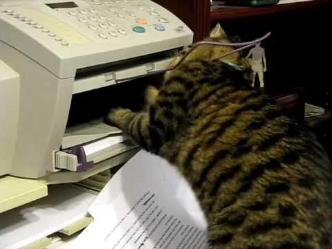 Эти забавные животные - 1092229