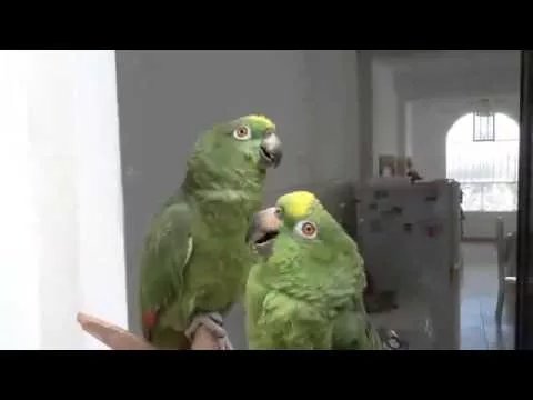 Эти забавные животные - 2244743