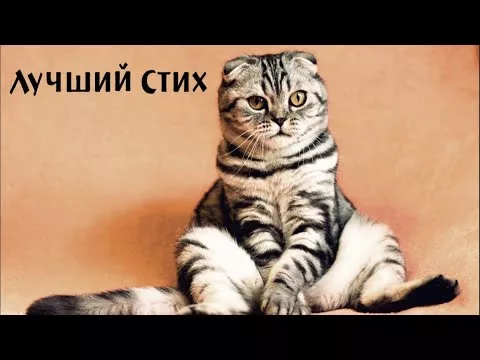 Лучшие стихи про кота. Смеялись от души!