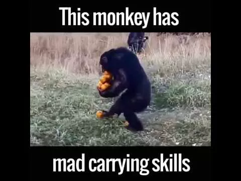 Свежий хит Youtube: ловкая обезьяна несет апельсины