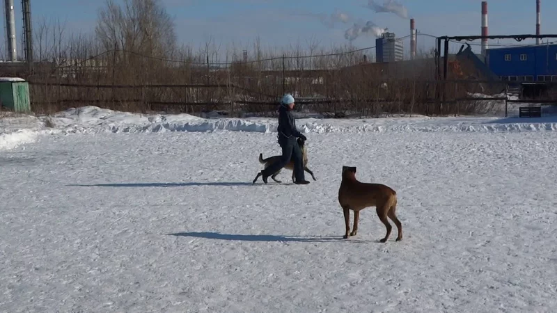 Малинуа Кира.Ходим Рядом #dogdreamschool