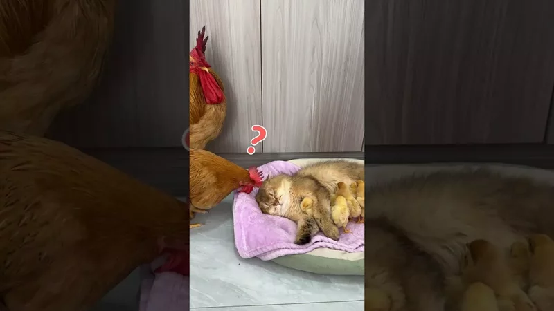 The hen suspected that the cat had stolen her chicks(Click to watch the full version) #cute #funny