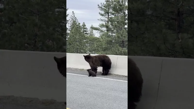 Mother bear tries to rescue baby bear cub stranded on wrong side of wall