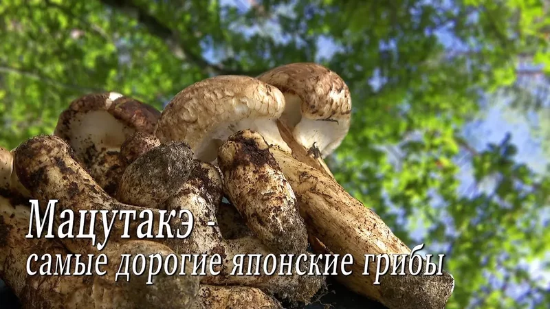 Факты: Самые дорогие в мире грибы - Мацутакэ, Или грибной суп по невероятной цене.