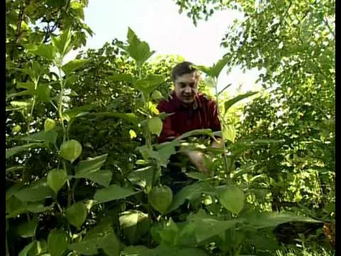 Неприхотливый физалис - накормит и вылечит!