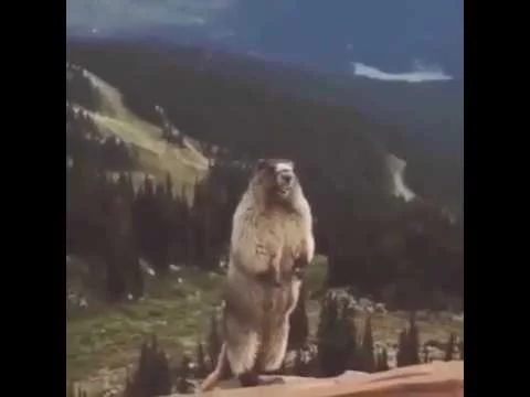 Орущий суслик