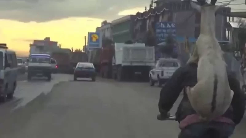 Goat riding a guy riding a bike