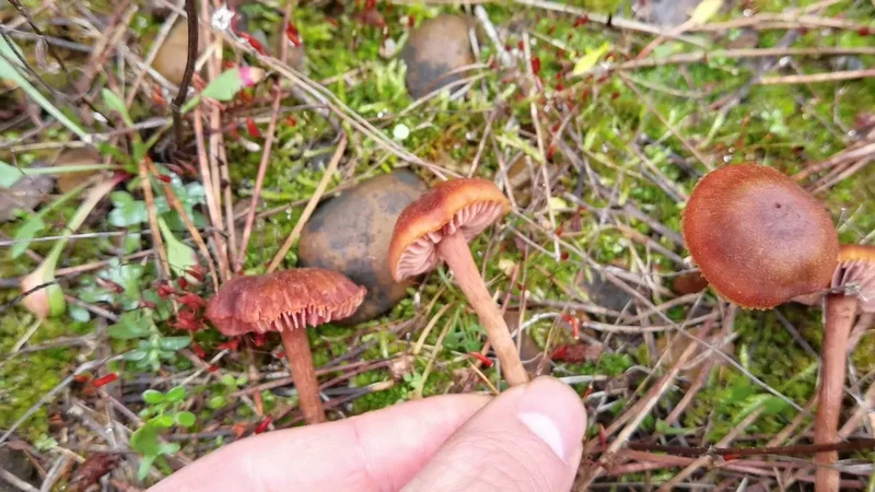 Laccaria bicolor. Se separa de L. laccata en el tono lila de la base del pie y el contraste de color
