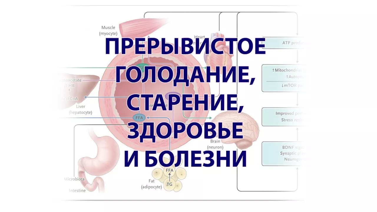 Прерывистое (интервальное) голодание, здоровье и старение