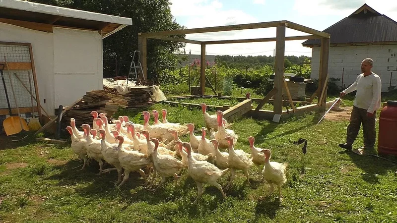 Как быстро загнать птицу в загон - гениально!