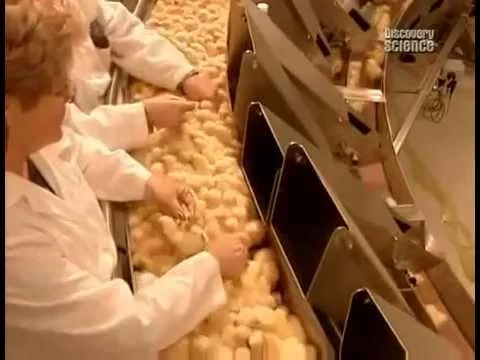 Определение пола цыплят по крыльям