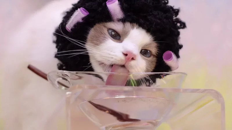 '스키니 독소 컷 칼로 굿바이'  레시피  먹방 사운드 (에스테틱 3탄을 보고오세요)