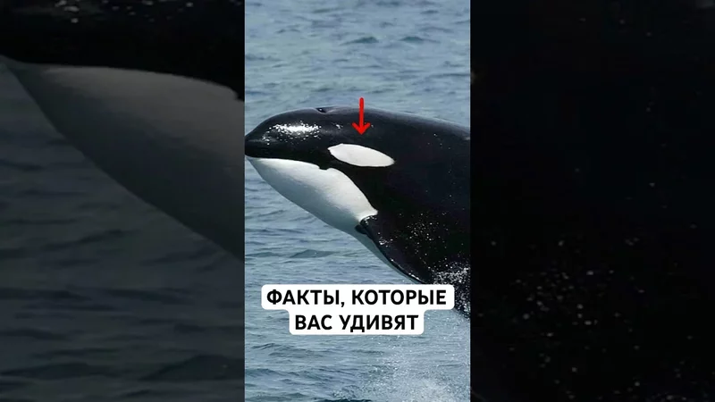 Факты о Животных, Которые Вас Удивят