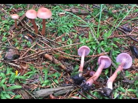 Laccaria bicolor / Лаковица двухцветная