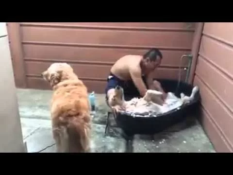 Эти забавные животные - 2279190