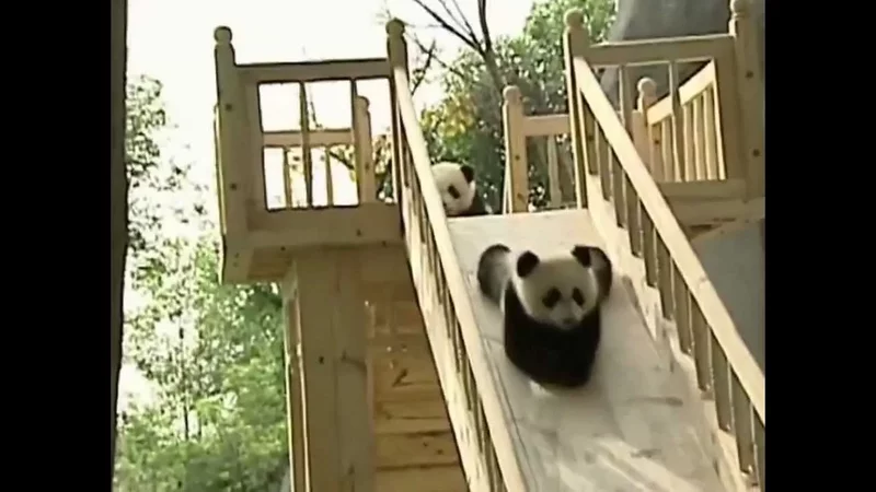 Best Quality! Funny pandas go for a drive from a hill! Aha-ha-ha!