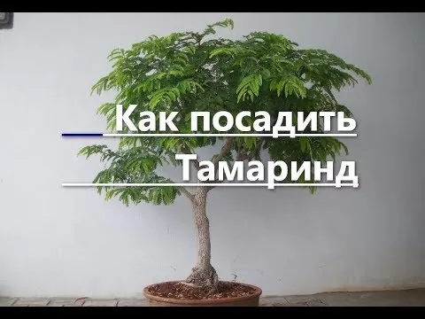 Как посадить и вырастить Тамаринд из косточки.