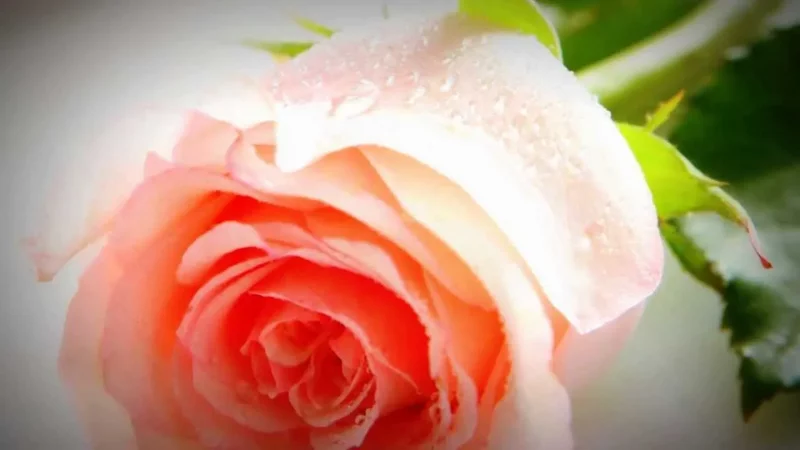 Доченька милая -  Анна Лукашина