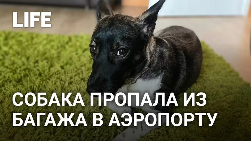 Пропавшую из багажа собаку третьи сутки ищут в Домодедово