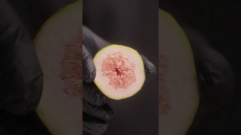 ПОЧУВСТВУЙ ЧХОНГ