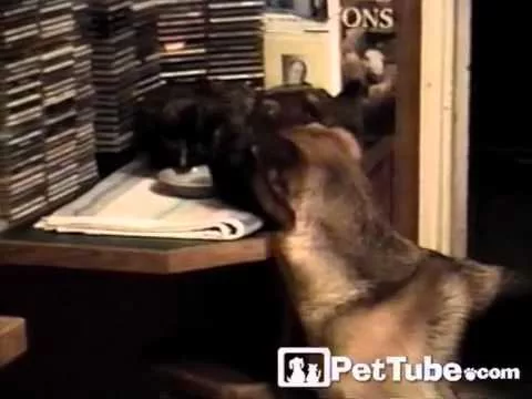 Sorry Kitty, I'm Hungry!- PetTube