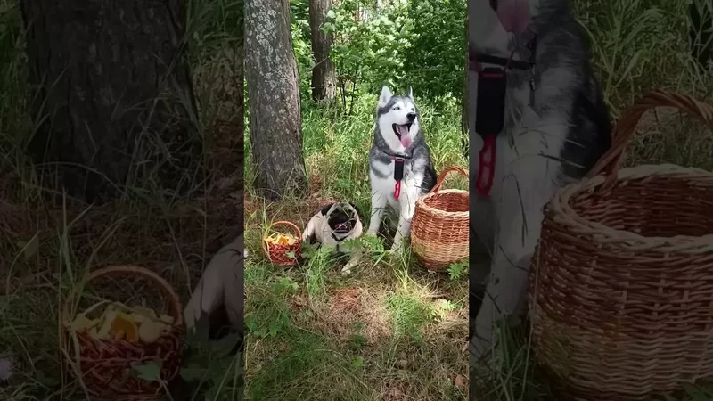 Ложный подмопсиновик