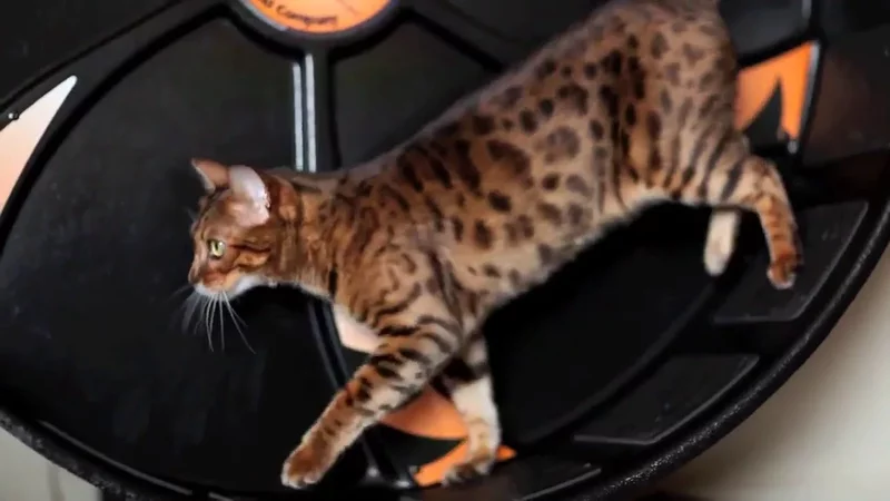 Flash and Pixel on Their New Wheel - Bengal Cats at Play