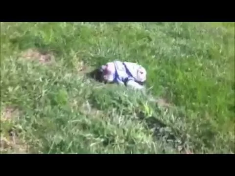 Эти забавные животные - 1801835