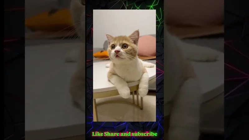 He is very serious #catvideos #funny #viralvideo #funnyvideo #funnyviral #animals #trending