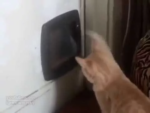 Эти забавные животные - 650591