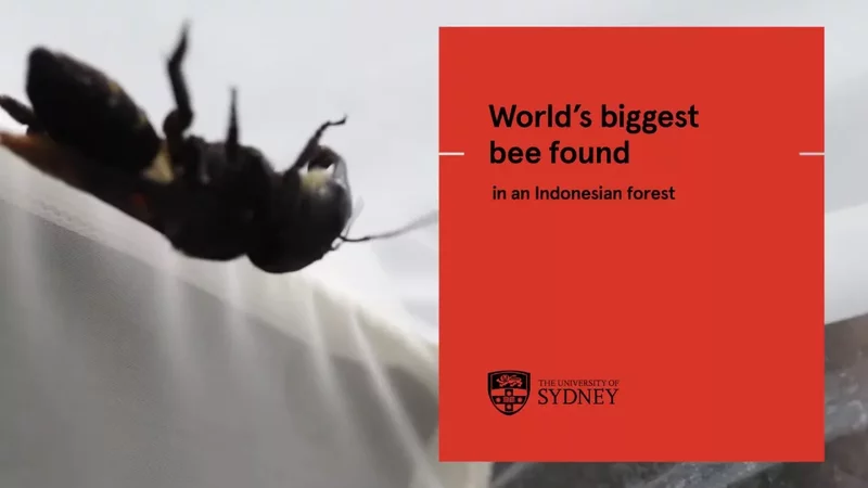 World’s biggest bee found 'Megachile pluto'