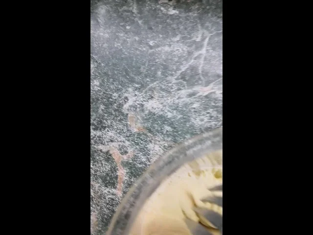 Закваска Левито Мадре