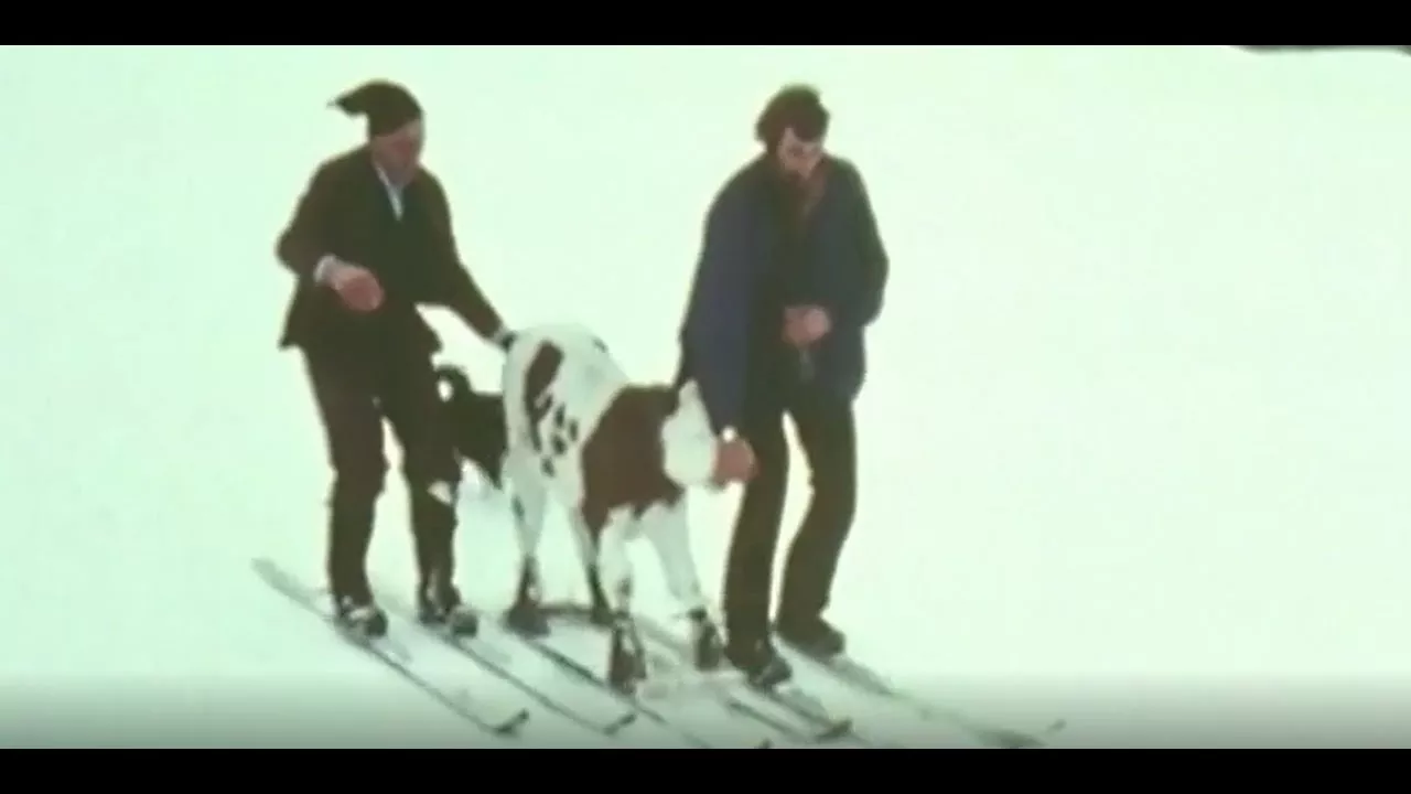 CAN COWS LEARN SKING? This crazy footages shows a man teaching Cows how to ski?!(Switzerland, 1974)