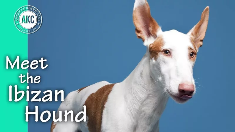 Meet the Ibizan Hound