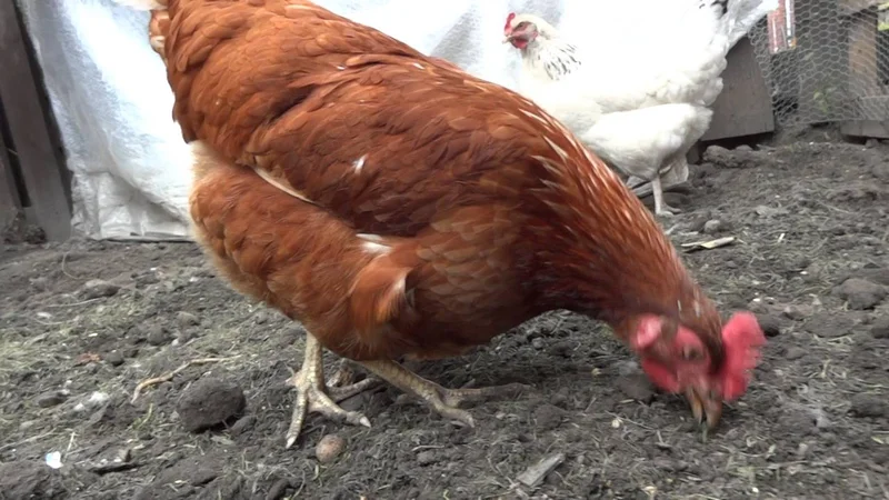 Мои куры : Blue bell, Warrant, White Sussex  - идём за яйцами!