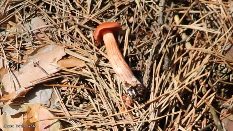 Лаковица двухцветная Laccaria bicolor