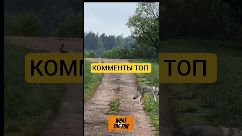 комментарии которые сделали мой день  #прикол