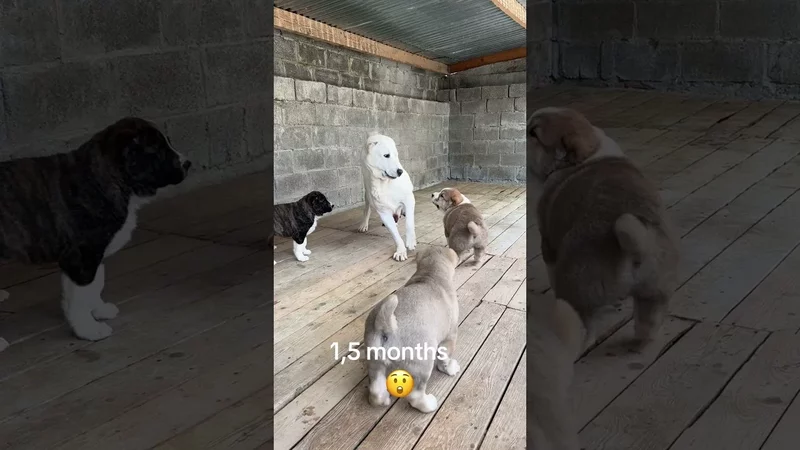 Alabai Puppies, SAO, Щенки Алабая, САО