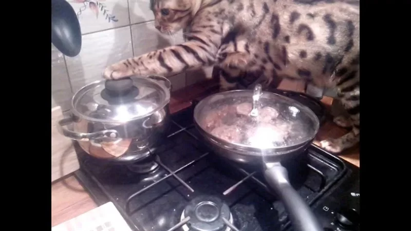 Кот открывает кастрюлю
