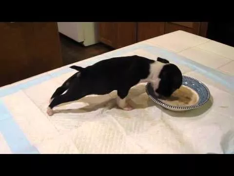 Dog Flip